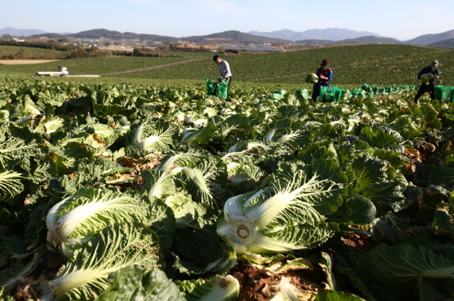 해남배추와 절임배추의 매력
