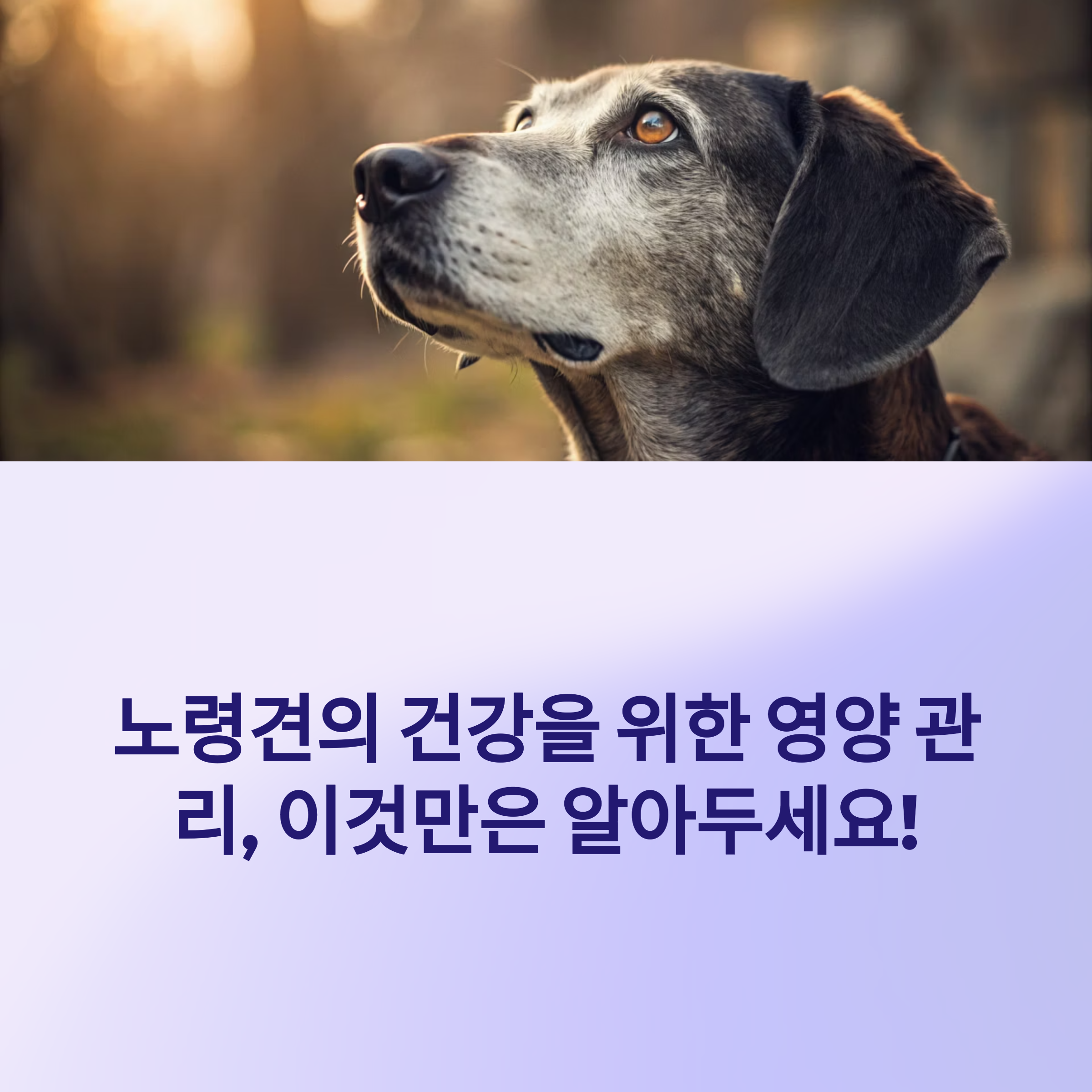 노령견 입맛 영양 가이드