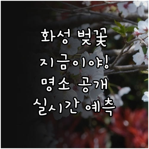 화성시 벚꽃 구경하기 좋은 곳과 실시..