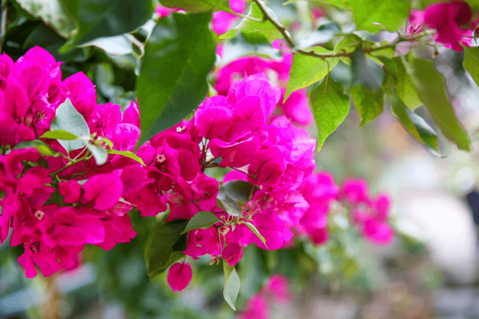 부겐빌레아 축제