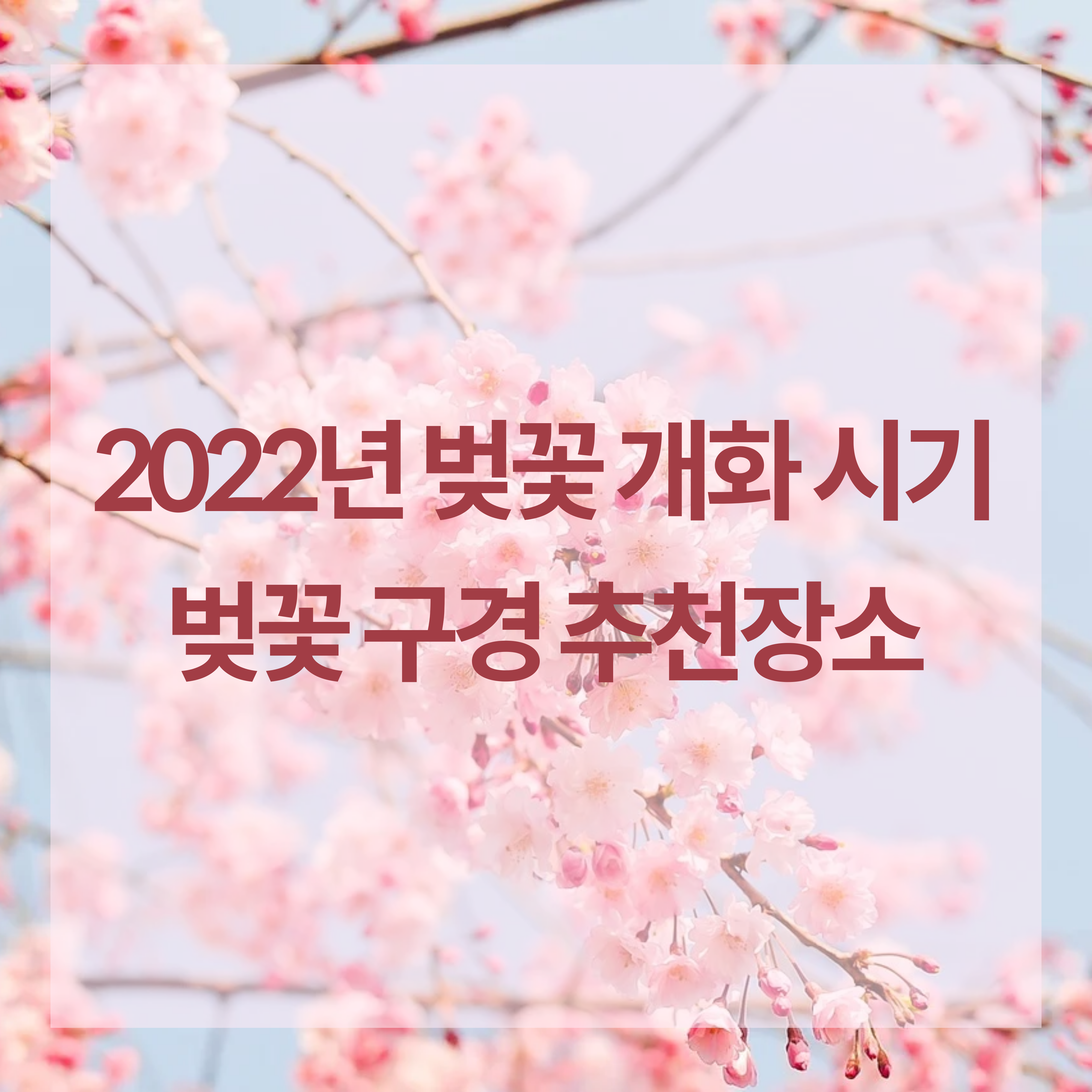 벚꽃 개화시기