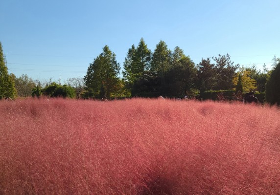인천 갈만한곳 당일치기 여행 (SNS 인천 핫스팟) - 계양산 무장애숲길, 인천대공원, 드림파크 야생화 공원, 청라 커널웨이, 원적산공원, 강화나들길(19코스 석모도 상주 해안길), 무의바다누리길, 월미바다열차