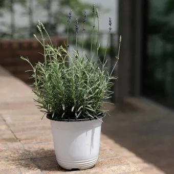 라벤더 키우기 물주기 향기관리 통풍일조 집에서도 가능한 관리_12