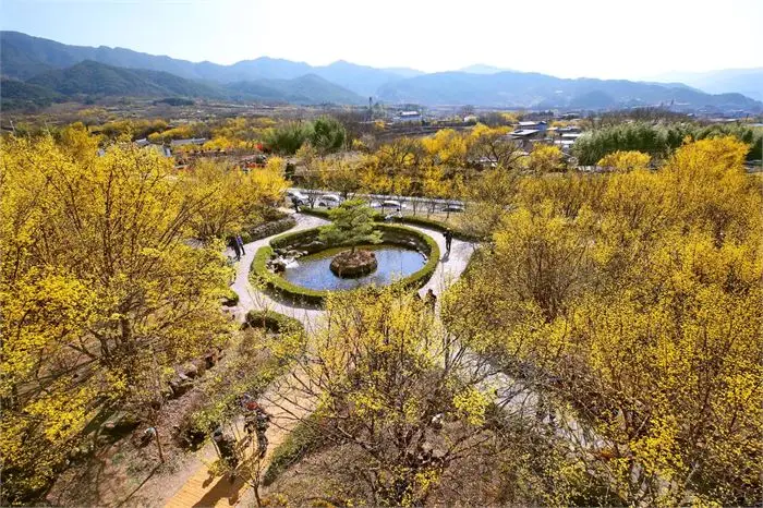 구례 산수유마을