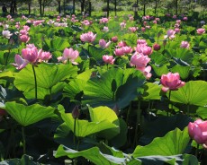 세미원 연꽃축제