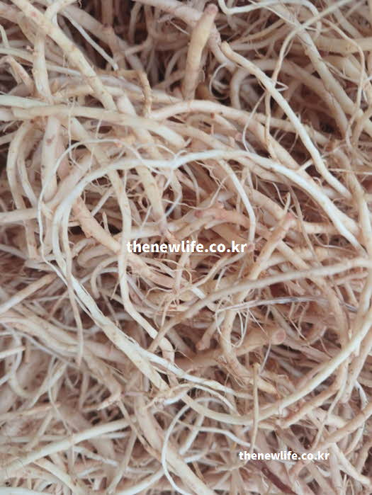 씀바귀 효능 뿌리 실사진