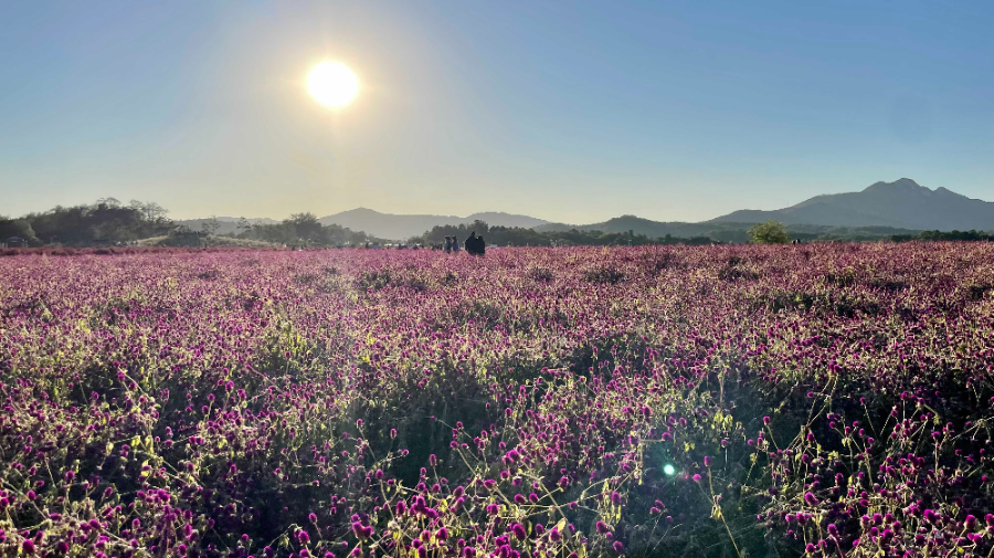 양주 나리농원 꽃 축제