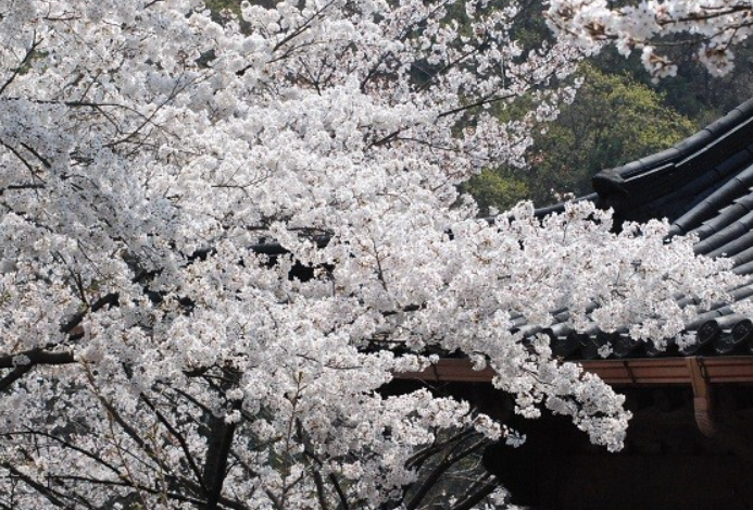 전주-벚꽃-명소