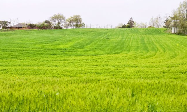 고창 청보리밭 전경 사진