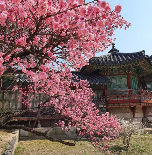 창덕궁 만첩홍매화 개화시기 명소_4