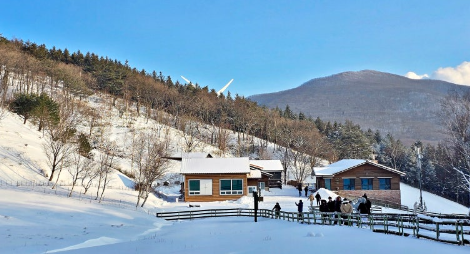 평창 대관령 양떼목장