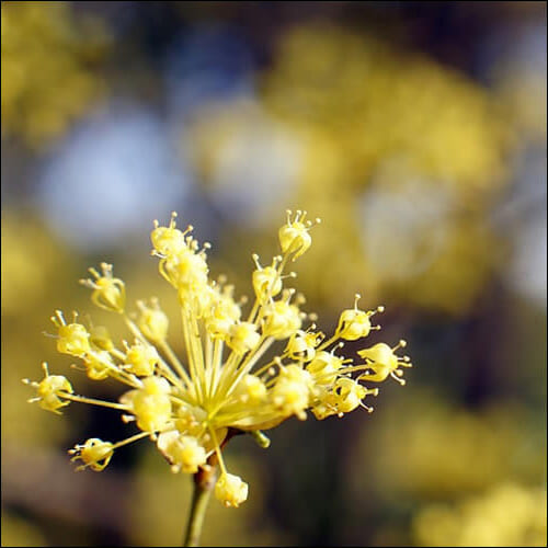 노란 산수유 꽃