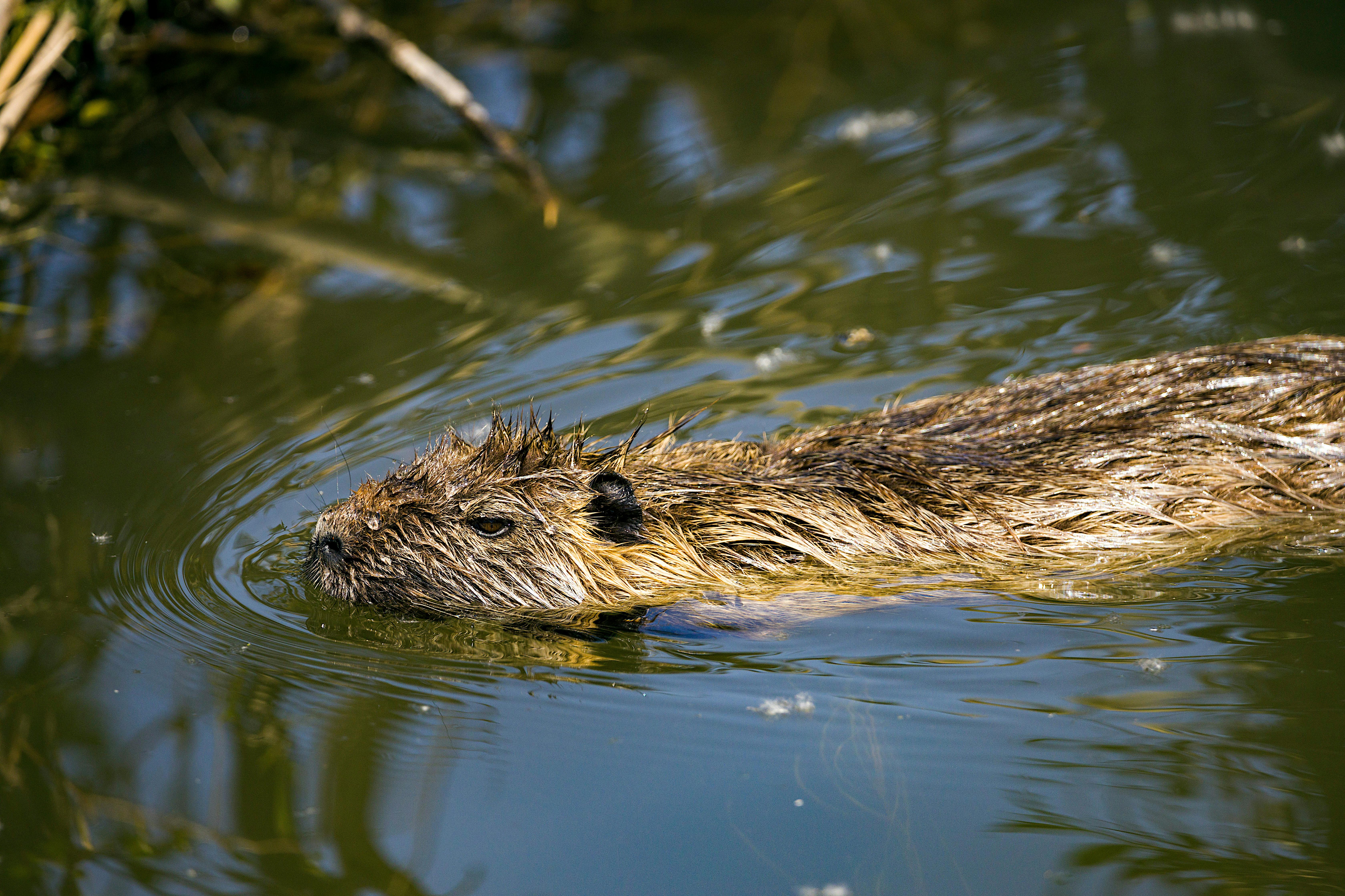 뉴트리아 포상금