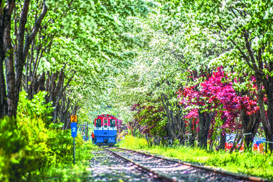 전주 이팝나무 팔복동 철길