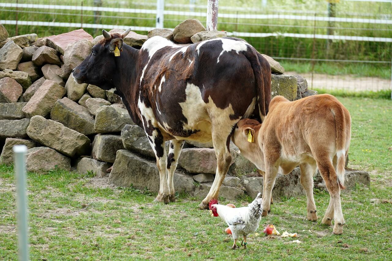 저탄소 농업 기술 메탄 배출 저감형 가축 사료 개발과 적용