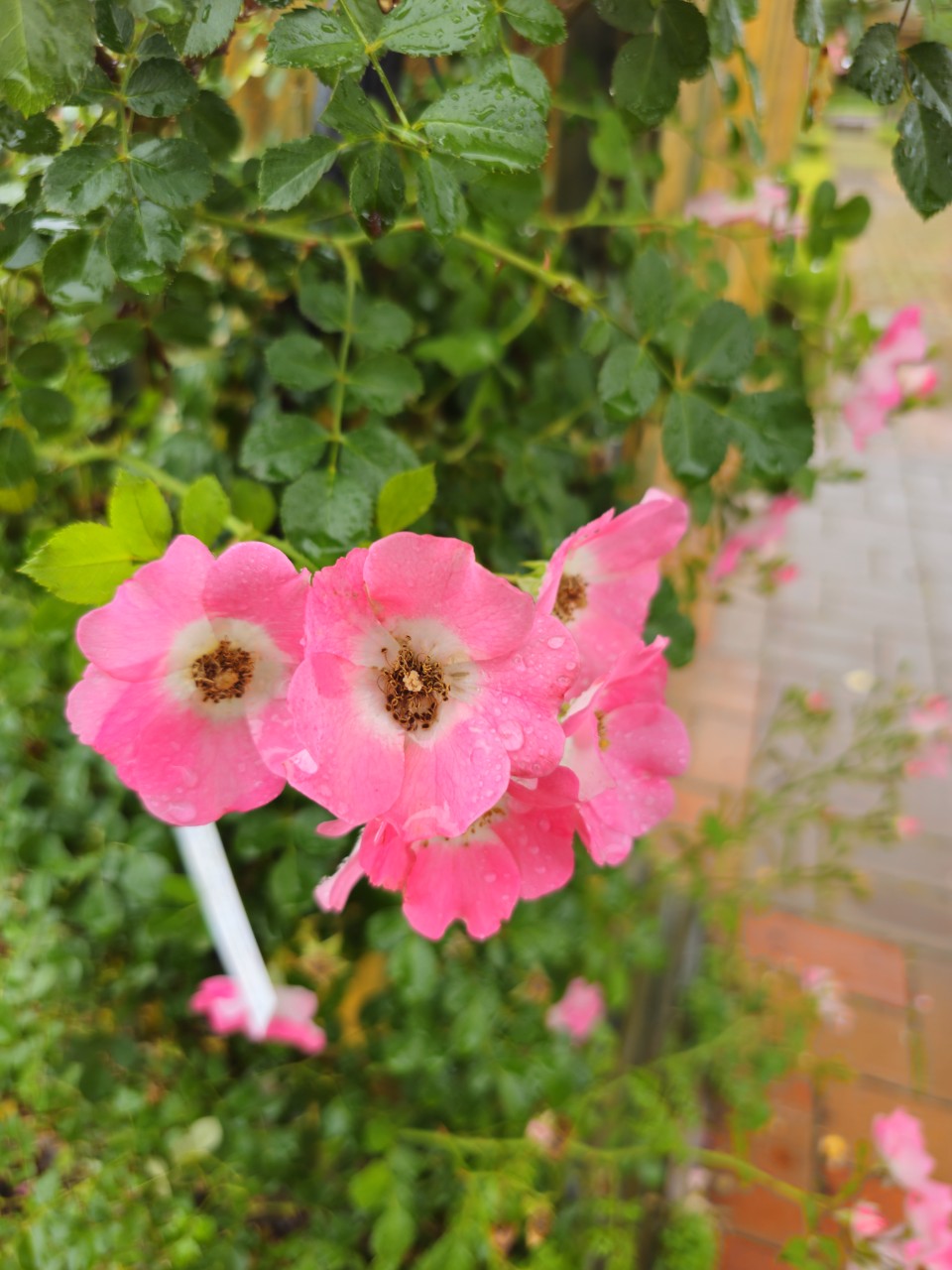 국제 기준으로 본 장애인 권리와 정책
