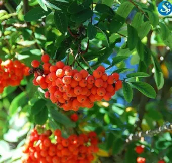 마가목 열매 효능 먹는 법 부작용 포함 10가지 정리_10