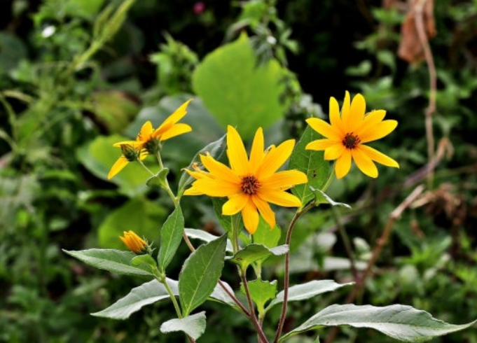 돼지감자-꽃-사진