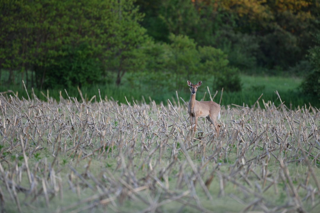 Deer antler