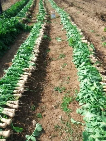 6월에 심는 밭작물 채소_7