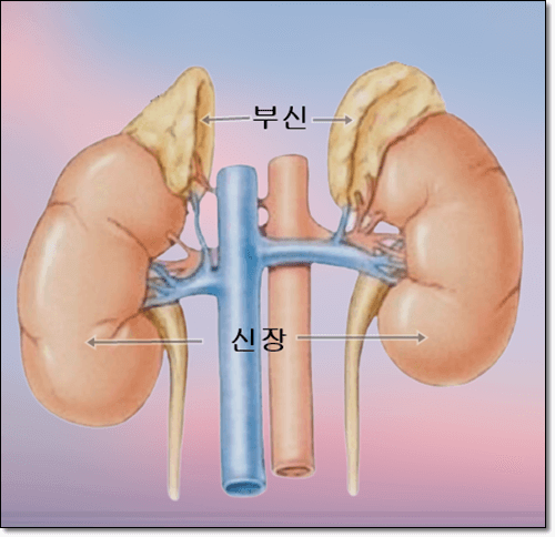 부신 위치 