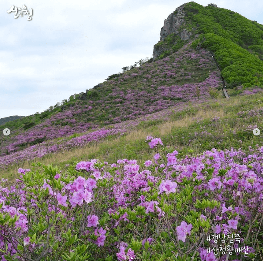 황매산 철쭉축제 기간