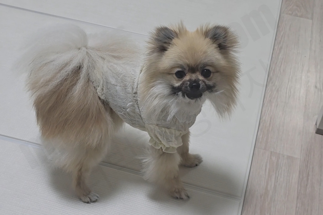옷을 입은 강아지의 모습