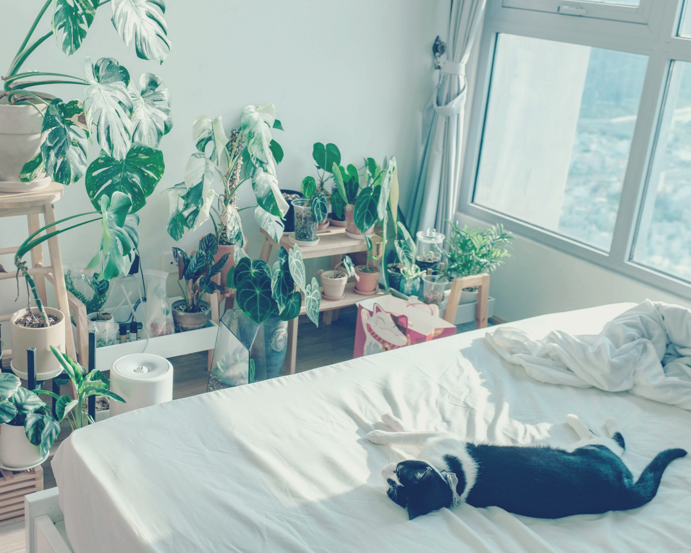 반려동물을 위한 냄새 스트레스를 줄이는 집안 환기·청소 루틴 완전 가이드