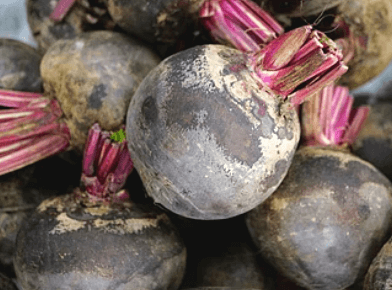 씻지-않은-비트