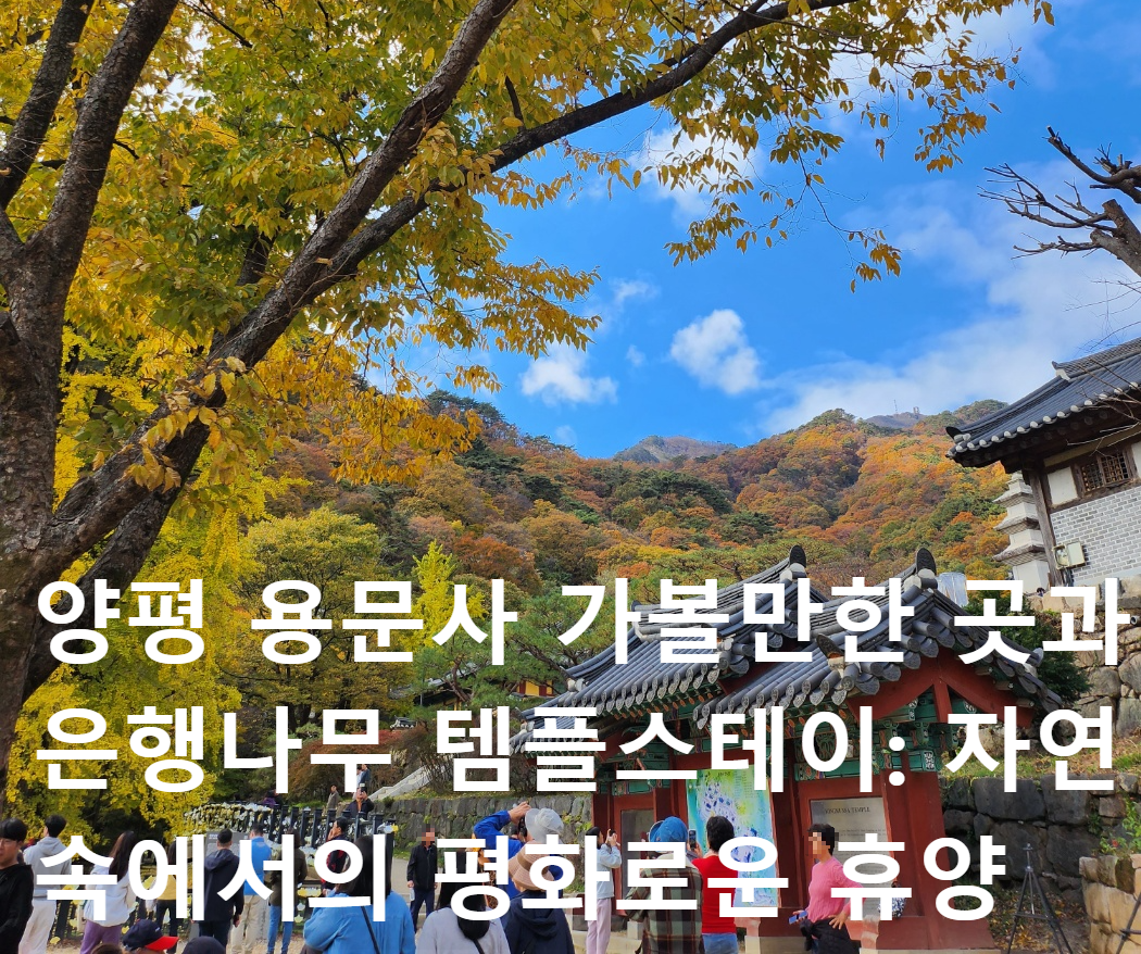 용문사- 단풍나무 -관광객