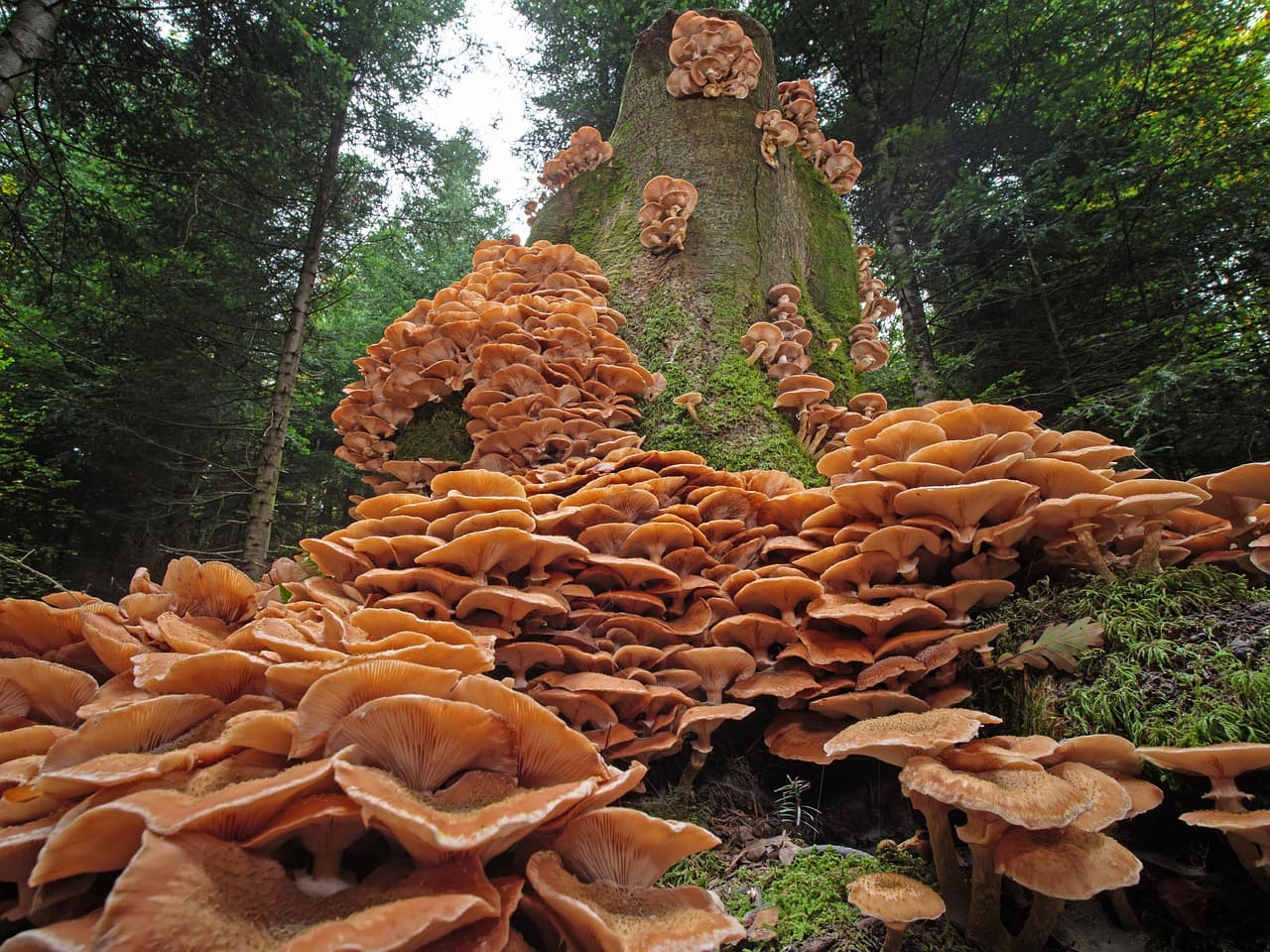 장기 재배 시 미세플라스틱 축적과 생산성 변화