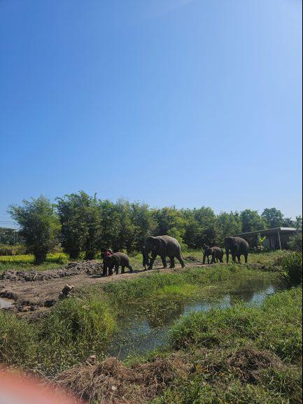 방콕 엘리펀트 파크