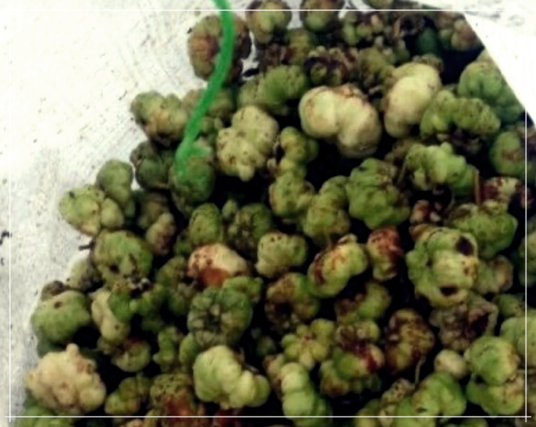 개다래: 특성, 효능, 재배 및 활용 방법