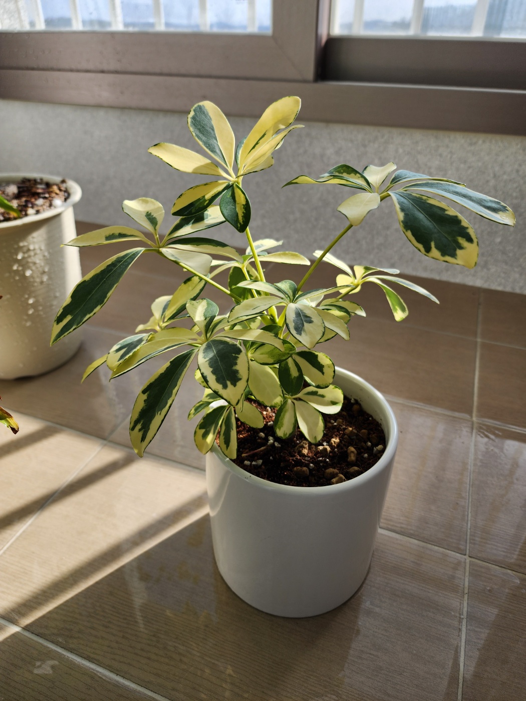 수형이 기울어진칼라홍콩