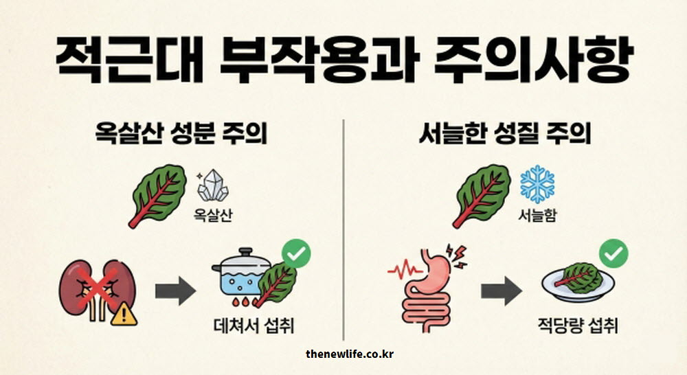 적근대 섭취 시 주의해야 할 옥살산 성분(신장 결석)과 서늘한 성질(복통)에 대한 부작용 정보를 요약한 인포그래픽