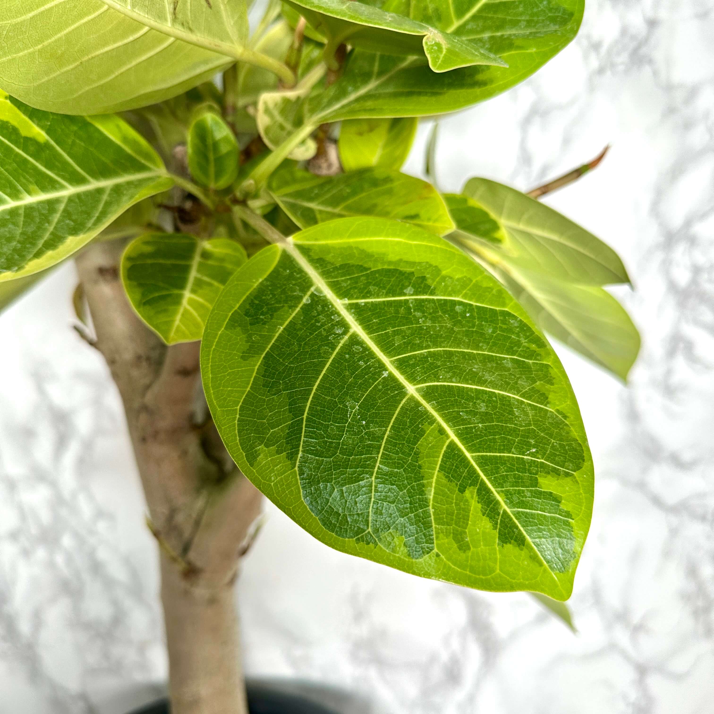 뱅갈 고무나무 실내에서 키우는 법