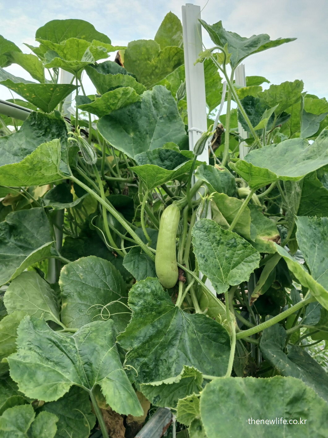 밭에서 자라는 애호박 – 신선한 채소와 건강 효능