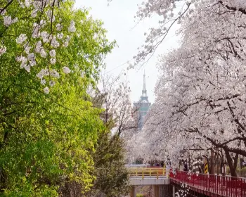에덴 벚꽃길 벚꽃축제_7