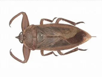 곤충 종류와 특징 생김새 습성 먹이 요약 정리_9