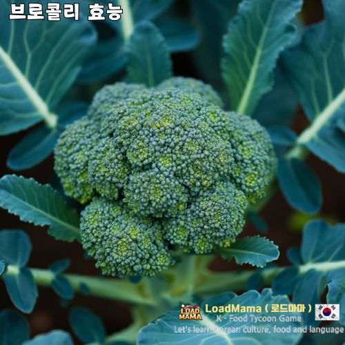 브로콜리 재배