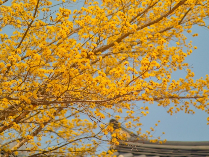 산수유꽃