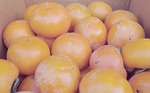 단감 보관법 신선한 유지 꿀팁