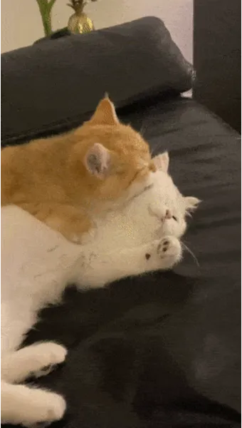 &amp;quot;고양이