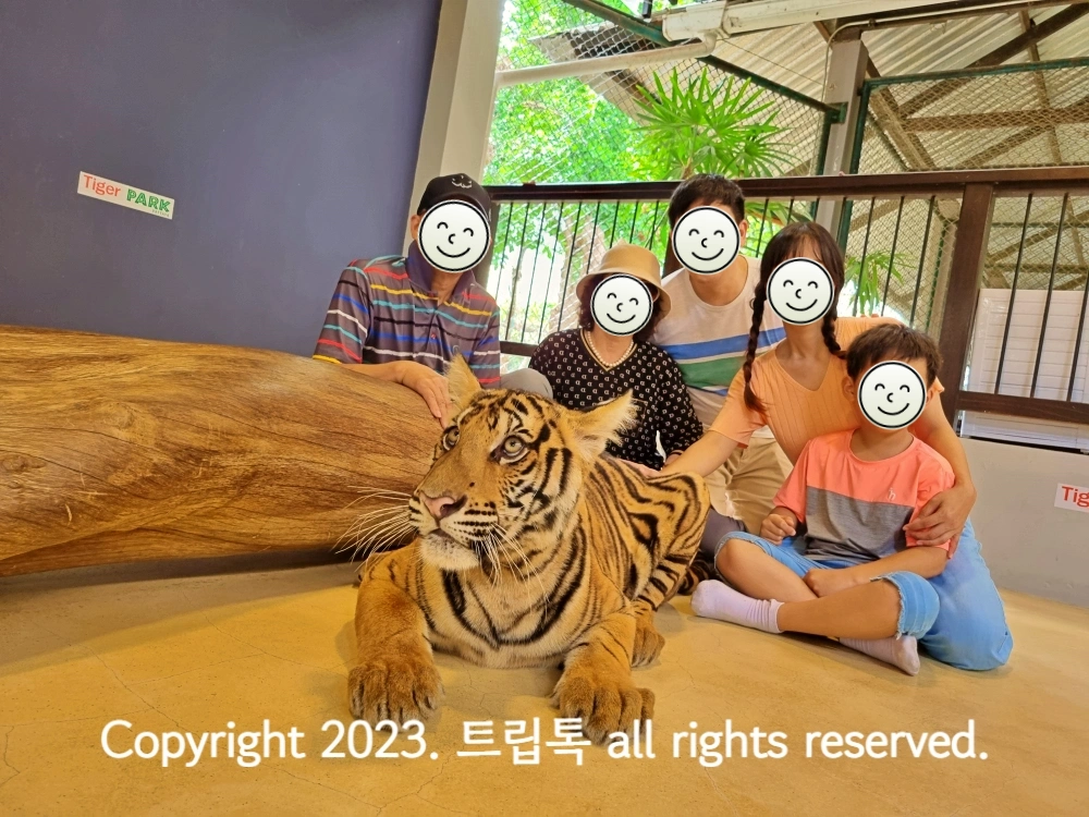 5명의 사람들이 호랑이 뒤에서 호랑이를 만지며 기념사진을 찍는다
