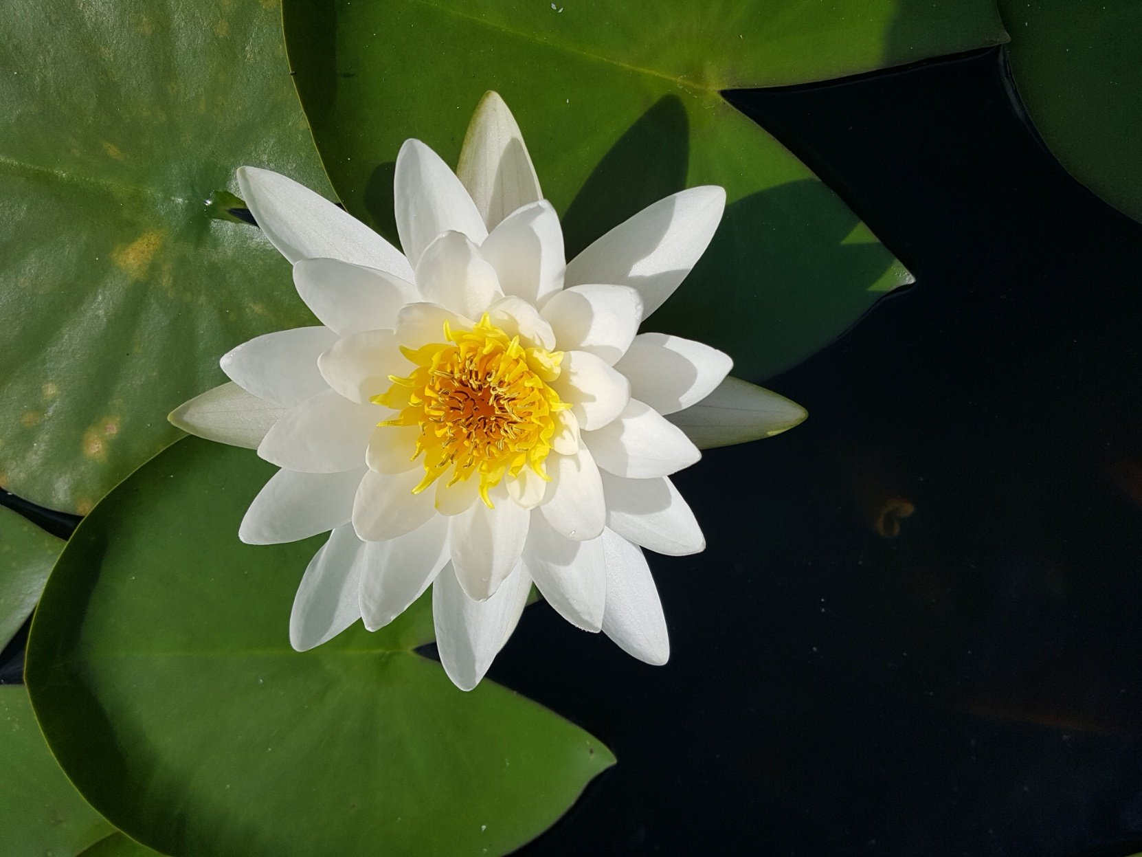 마이산벚꽃