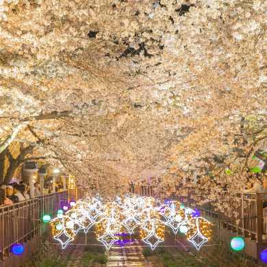 진해 군항제: 주차장 추천, 벚꽃명소, 이벤트, 볼거리, 맛집, 가볼만한곳, 드라이브