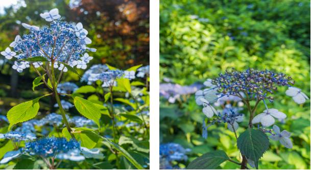 화담숲 수국 축제 예약 방법&amp;#44; 입장료&amp;#44; 모노레일 이용 팁