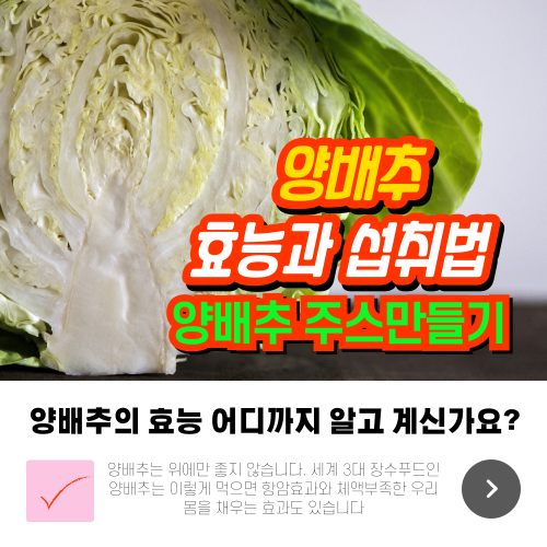 양배추 효능과 섭취법 양배추 주스 만들기
