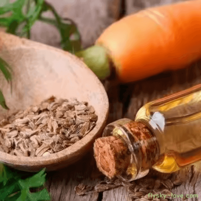 모공 피부 두피에 좋은 당근 씨(Carrot seed) 오일