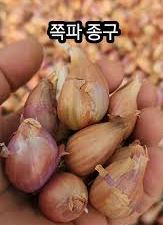 쪽파심는시기 수확시기 텃밭 간격 씨앗 종구 종자 심기 키우기 방법 총정리1